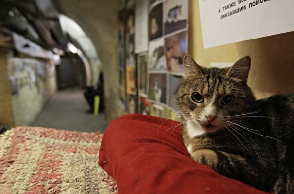 Эрмитажные коты сами решат, на что потратить наследство французского мецената