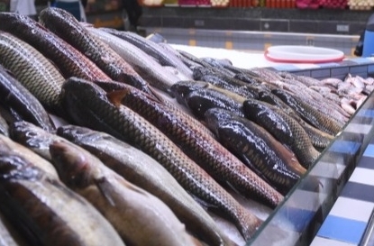 Власти Приморья отмечают снижение налоговых доходов от рыбной отрасли