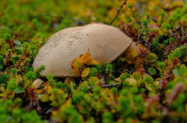 Неизвестный науке гриб нашли в Тюменской области