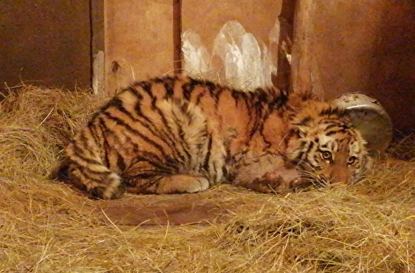 Врачи в Приморье спасли тигренка, пострадавшего от нападения взрослого хищника