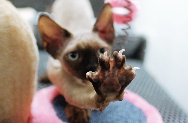 В Мосгордуме предложили запретить ветеринарам удалять кошкам когти по прихоти хозяев