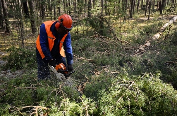 МВД: ущерб от незаконных вырубок леса в СКФО в 2020 году превысил 165 млн рублей