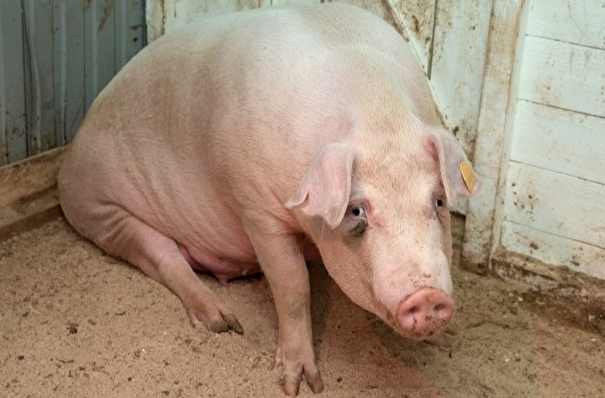Первый в этом году очаг африканской чумы свиней выявлен в Приморье