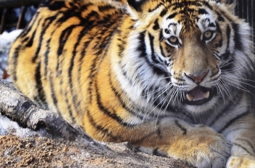 Истощенную и обмороженную тигрицу спасли в Хабаровском крае