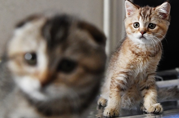 Сеченовский университет в этом году подготовит препарат против аллергии на кошек