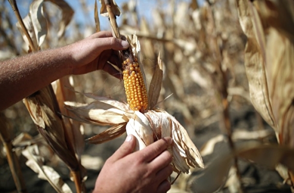 Экспортные пошлины на пшеницу, кукурузу и ячмень вырастут в РФ в рамках мер по снижению цен на продовольствие