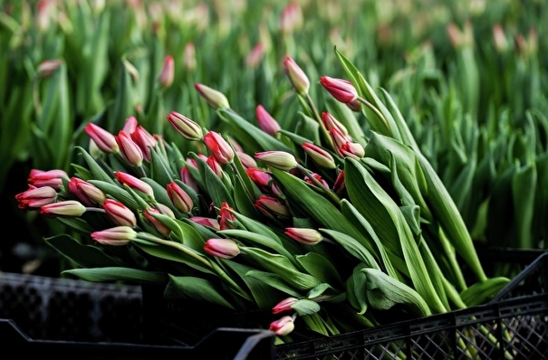 Калининградский цветочный питомник к праздникам направит в регионы 10 млн тюльпанов
