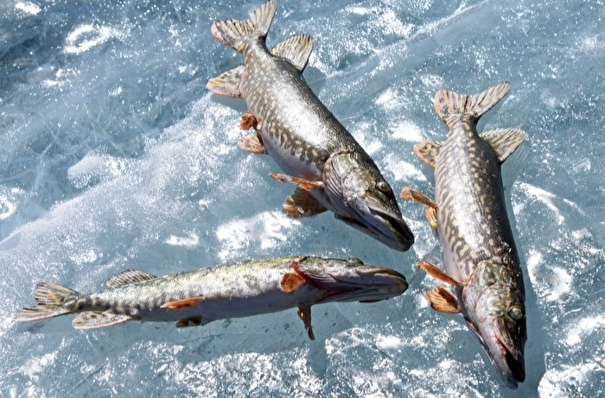 Глава Минсельхоза Астраханской области оценил теневой оборот рыбы в регионе в 20 тыс. тонн