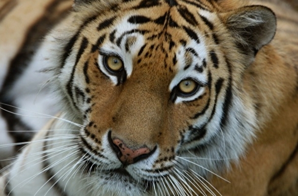 Тигрицу-людоеда, в январе убившую охотника, отстрелили в Хабаровском крае