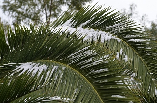 Коллекции растений спасают в засыпанном снегом  сочинском Дендрарии