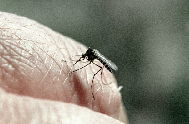 Лихорадку денге завезли в Новосибирск