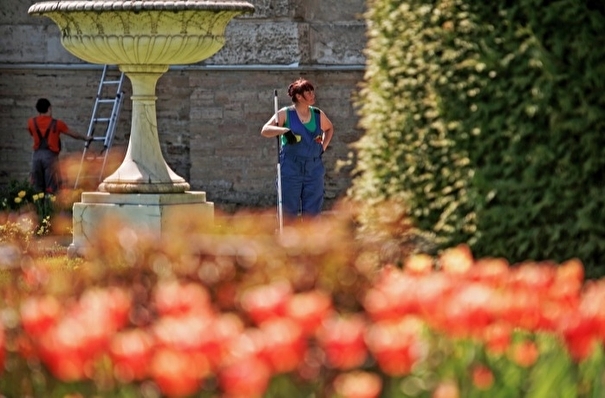 Петербург в 2021 году украсят фиалками, тюльпанами, декоративной капустой и гибискусом