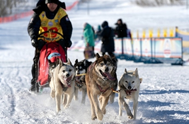 Гонка на собачьих упряжках "Берингия" финишировала на Камчатке