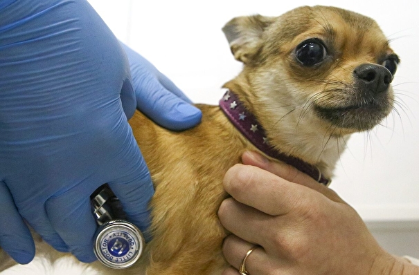 Новые мобильные пункты вакцинации животных от бешенства начнут работать в Москве с апреля
