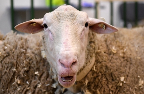 Власти КЧР планируют вывести регион в лидеры РФ по развитию овцеводства