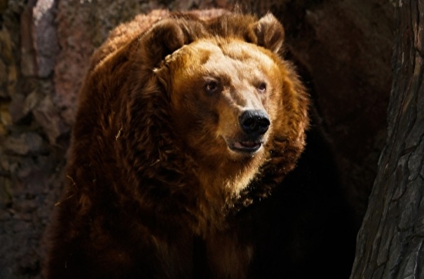Медведи начали выходить из спячки в лесах на берегу Байкала