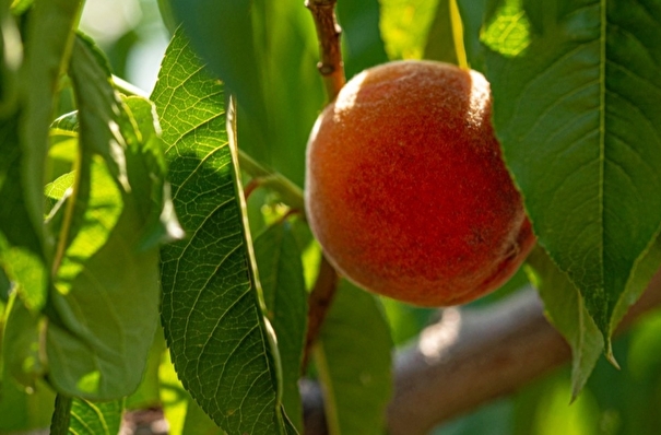 Недобор урожая персиков и абрикосов возможен в Крыму из-за "климатических качелей"