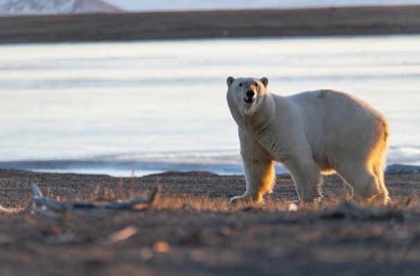 Белого медведя, более месяца бродившего по районам Якутии, поймали и доставили в зоопарк