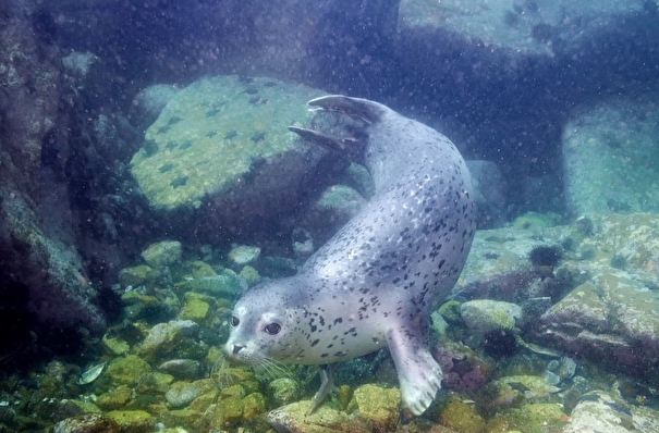 Ученые впервые применили дрон для учета тюленей в Дальневосточном морском заповеднике
