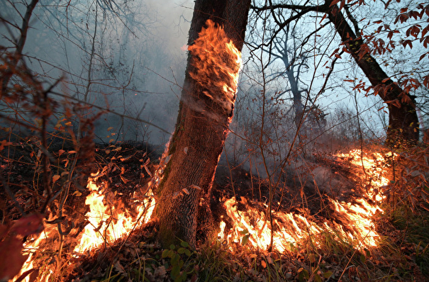 Запрет на посещение лесов введен в Прикамье из-за жары и пожароопасной ситуации