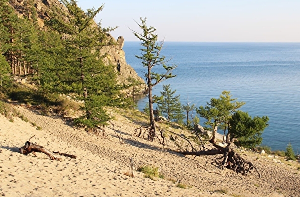 Туристов просят не приближаться к ходульным деревьям на берегу Байкала ради их сохранения