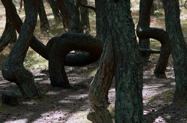 "Танцующий лес" на Куршской косе может погибнуть от "неуемной любви" посетителей