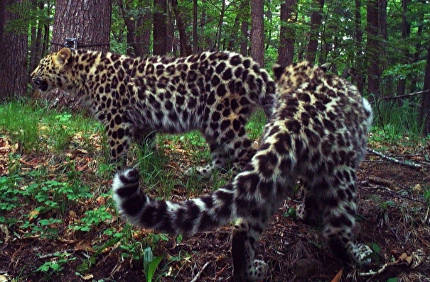 Самка леопарда из Приморья стала самой многодетной матерью в своем подвиде