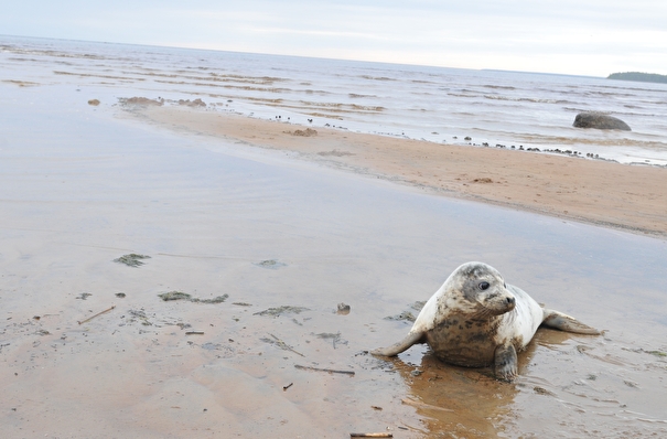 Спасенных в Петербурге щенков серого тюленя выпустили в Финский залив 