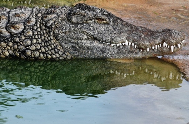 Крокодиляриум затопило в Ялте, большую часть обитателей вывезли