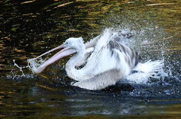 Число погибших кудрявых пеликанов в тюменском заказнике увеличилось до 40