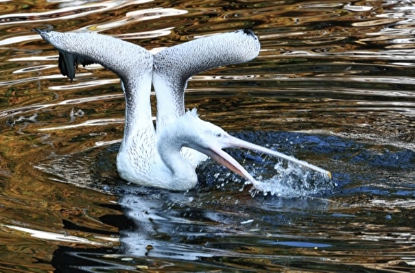 Карантин по птичьему гриппу установлен на тюменском озере, где погибли 40 пеликанов