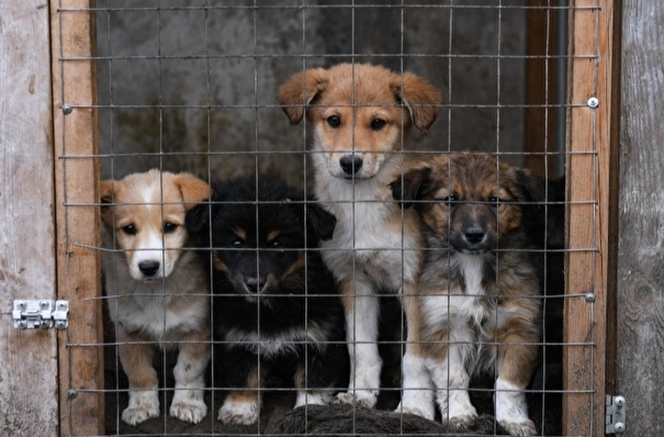 Недобросовестных владельцев домашних животных оштрафуют на 1,5-3 тыс. рублей
