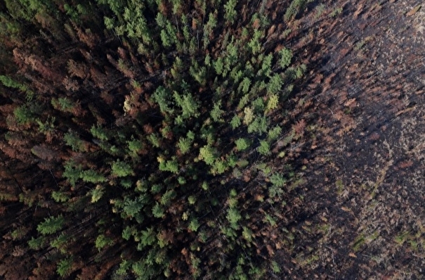 Глава Якутии предлагает увеличить финансирование на защиту лесов в РФ