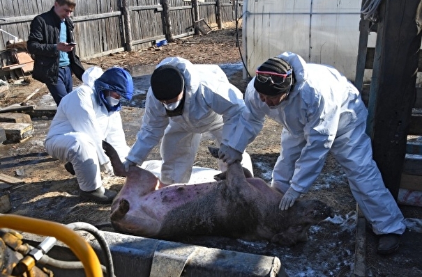 Карантин из-за африканской чумы свиней введут в поселке в Приморье