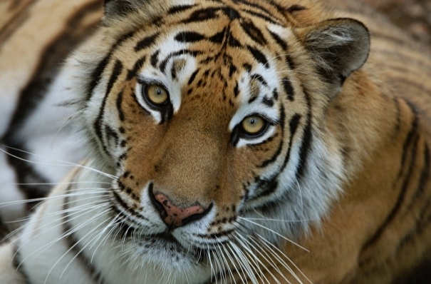 Тигрицу после реабилитации выпустили в дикую природу в Амурской области