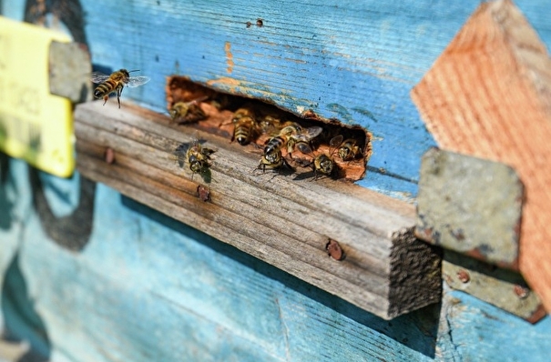 Около 20 млн пчел погибло в Красноярском крае, следователи проверяют сельхозпроизводителей