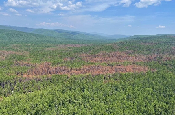 Лесные пожары в приморском заповеднике "Сихотэ-Алинский" полностью ликвидированы