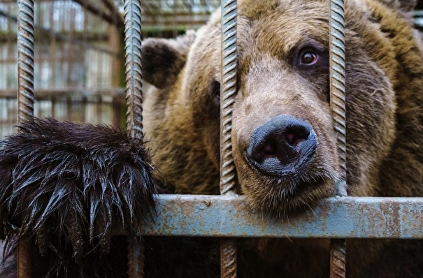 Центр реабилитации диких животных создадут на Ямале