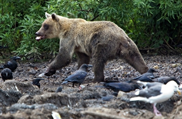 Аномальное скопление голодных медведей наблюдают экологи в заповеднике на севере Сахалина