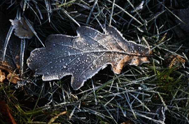 Заморозки прогнозируют в Костромской области