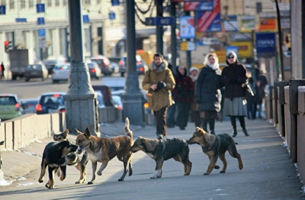 Более половины бездомных собак должны привить от бешенства в этом году в Петербурге