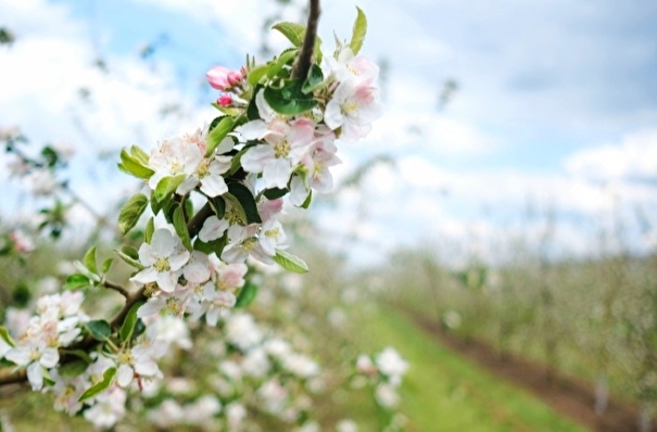 Яблоневый сад восстанавливают в музее "Ясная Поляна" под Тулой