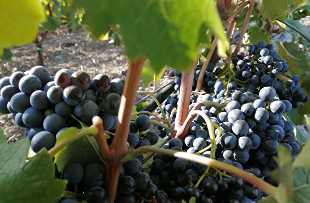 Союз виноделов РФ предлагает создать отдельную программу развития виноградарства для коньяка