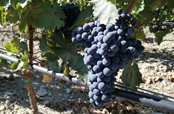 Краснодарский край за 10-15 лет планирует увеличить виноградники на 50 тыс. га