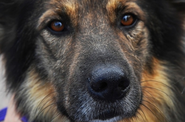 СКР обеспокоен нападениями бродячих собак на жителей регионов РФ