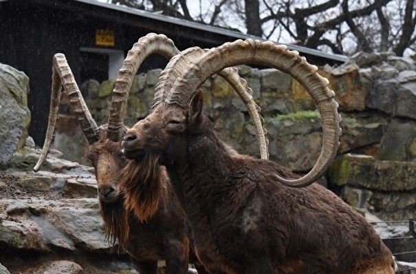 Республика Алтай объявит трехлетний мораторий на охоту на козерога