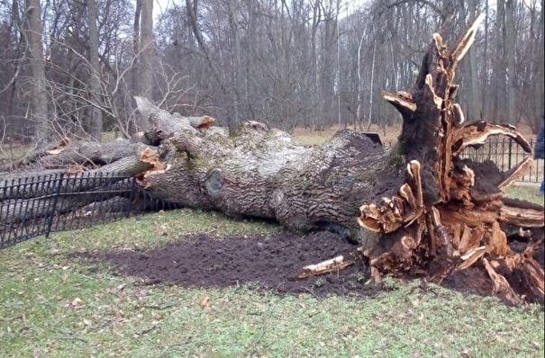 Ураган погубил Тургеневский дуб в музее-заповеднике "Спасское-Лутовиново"