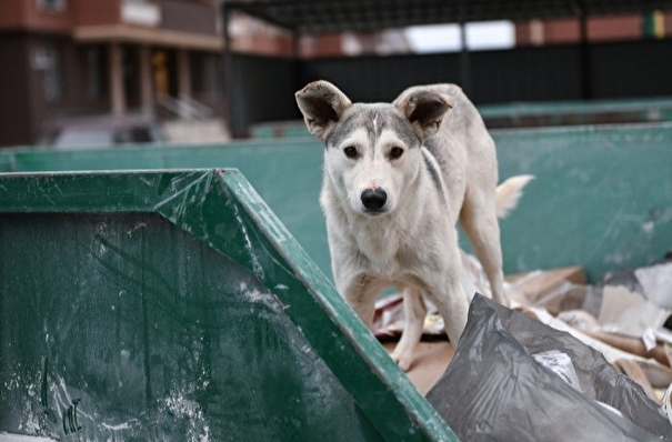 Ловушки для отлова бродячих собак установят в Якутске после нескольких случаев нападения на людей