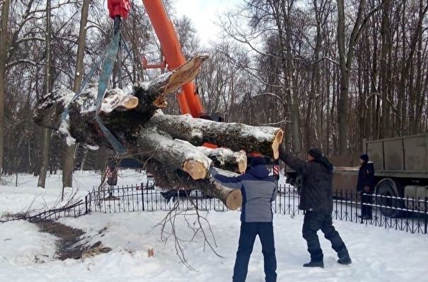 Поваленный ураганом Тургеневский дуб в Орловской области перемещен на площадку для хранения