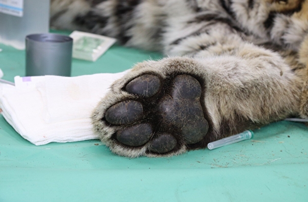 Истощенного тигренка с обморожением и травмой челюсти спасли в Приморье